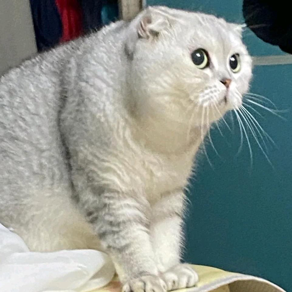 一条肚