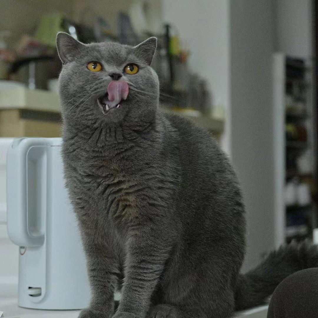 两千是只傻🐈