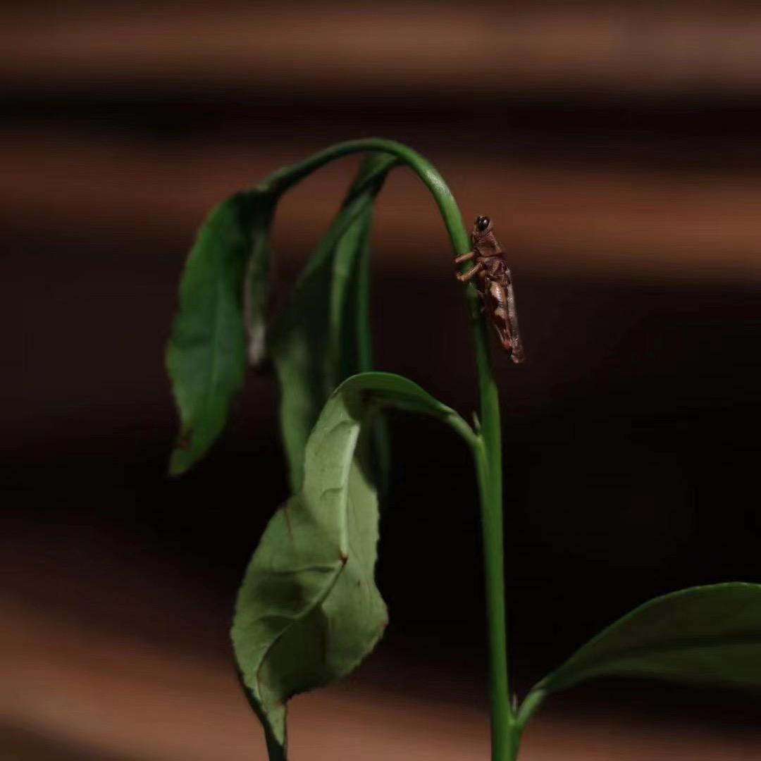 千茶百汇