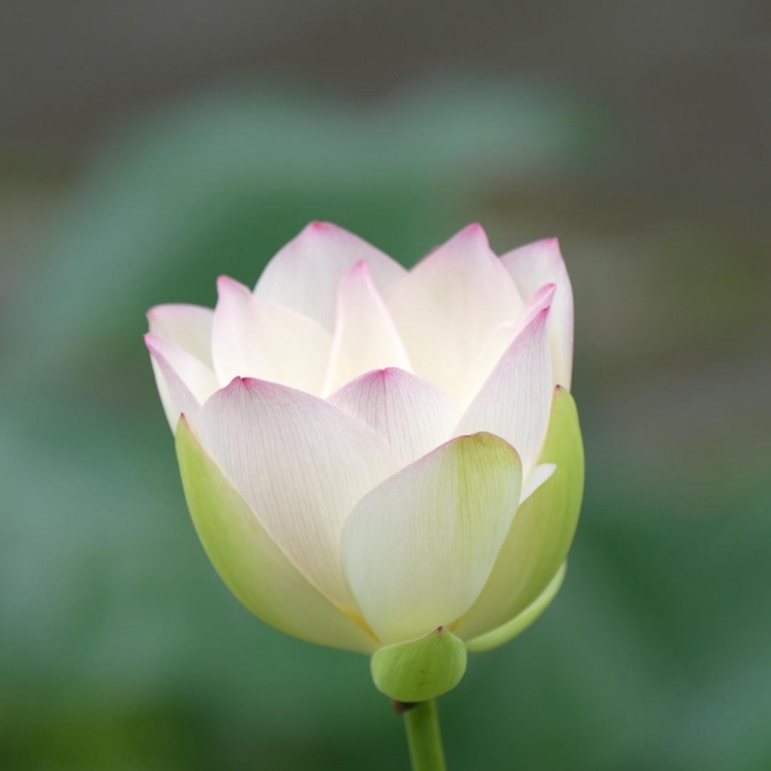 清风烛影《停更一个月》