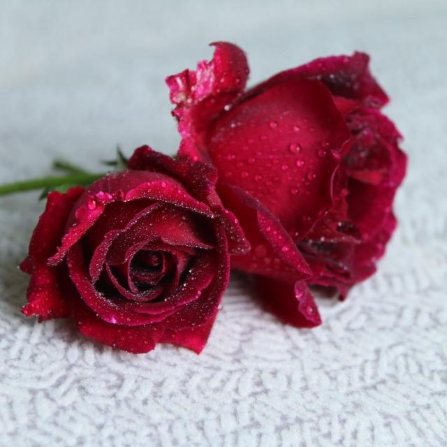 多色欧月树桩花卉总店