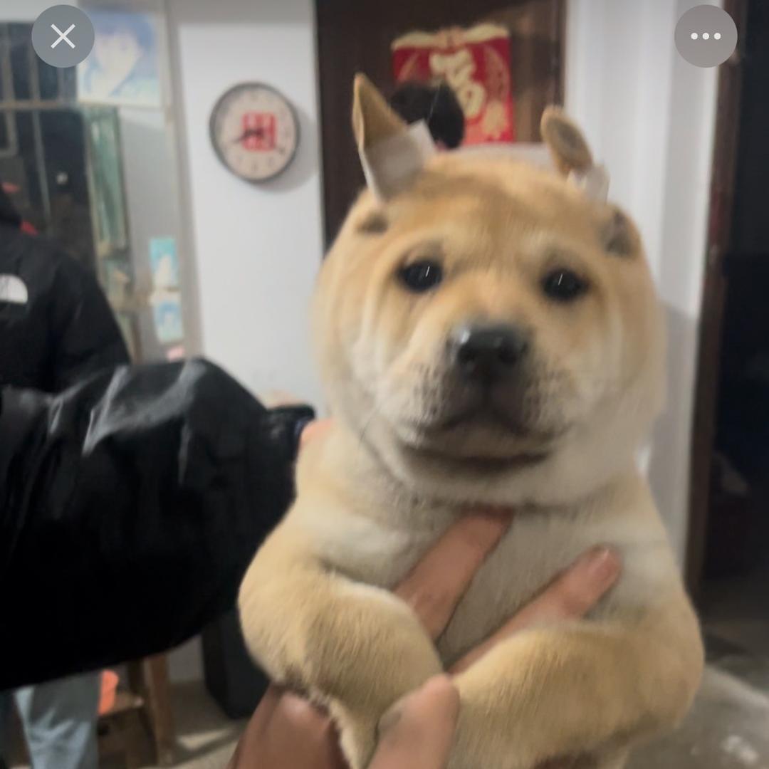 广西（克杰3）田园犬