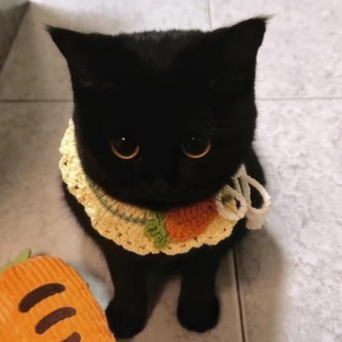 一个屁崩死你奥