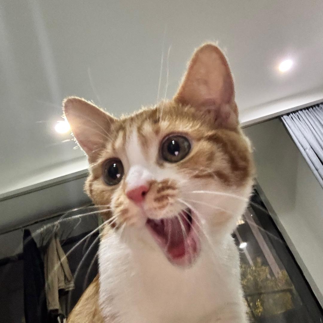 小七是只橘猫🍊