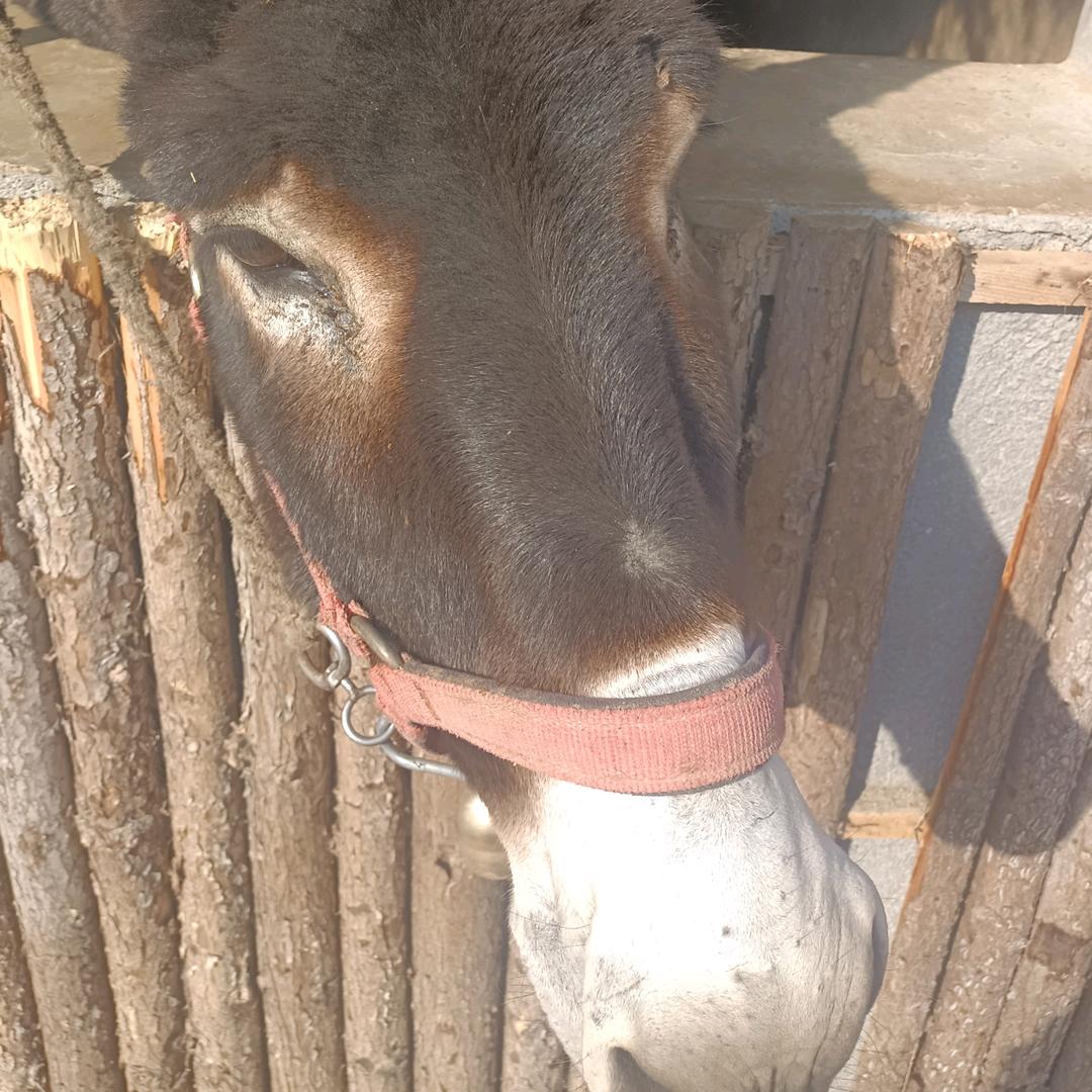 老六真6