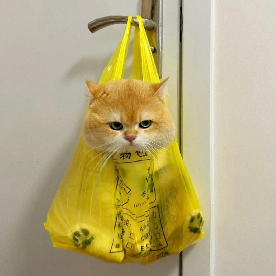 屁屁