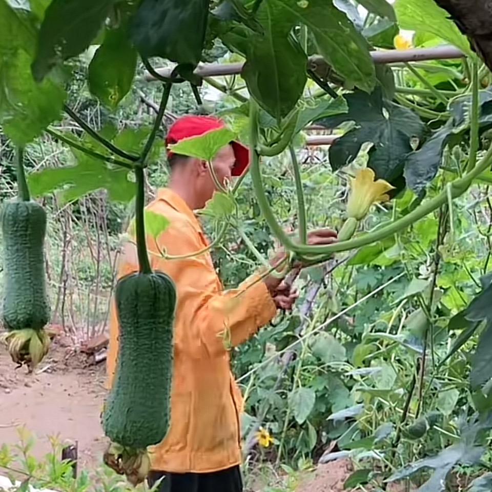 60后的田园生活🍅