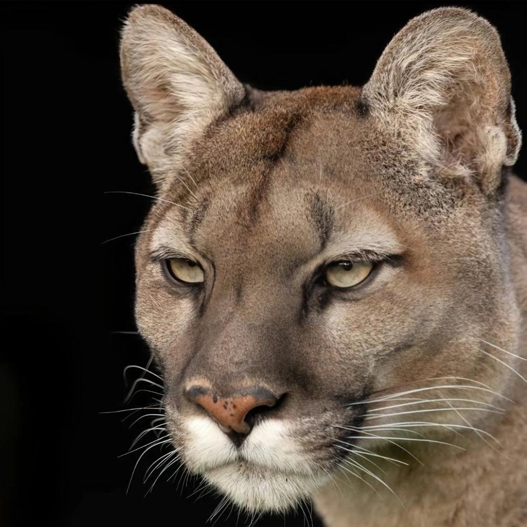 能掐会算小黄豆