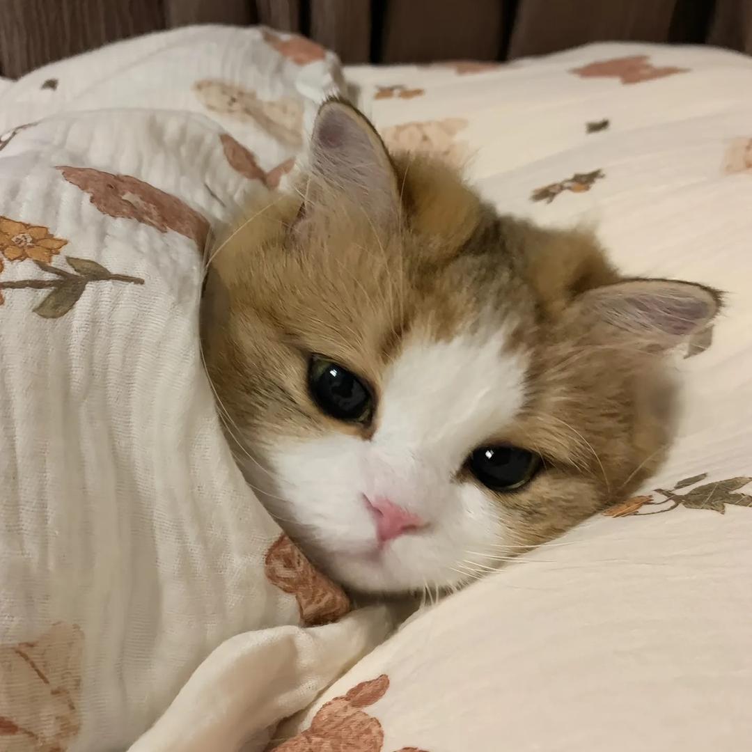 蛋蛋友咸