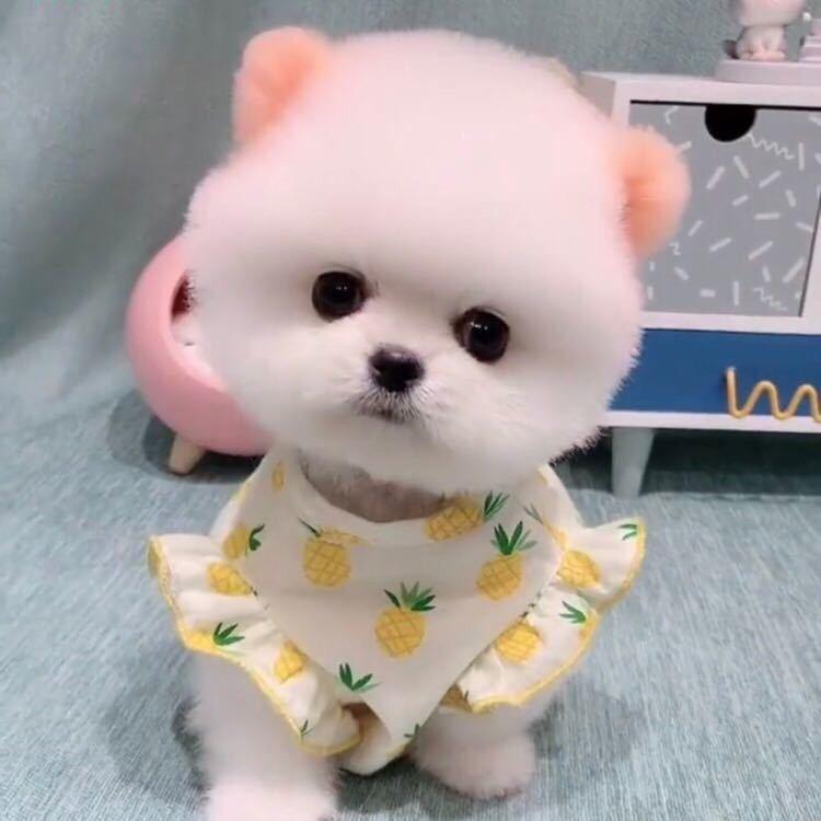 睿月萌宠