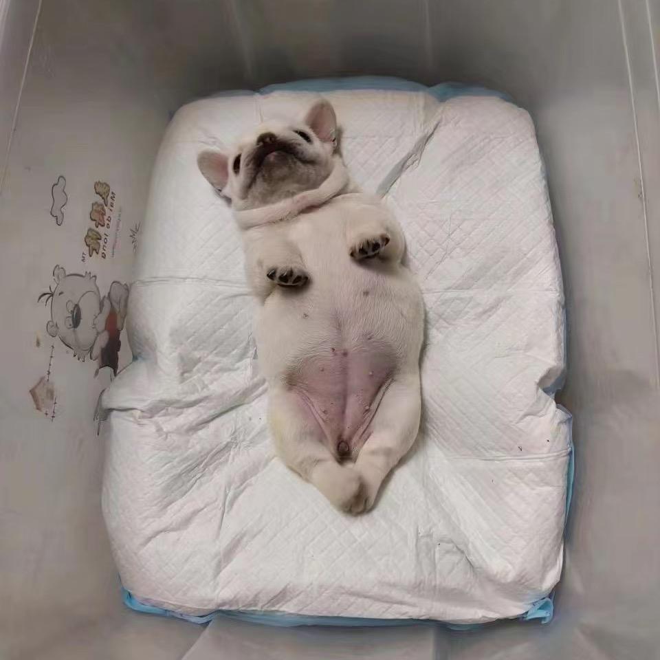 瑞家法斗助理