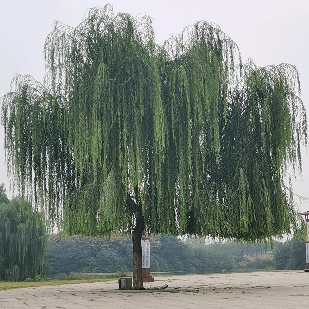百合