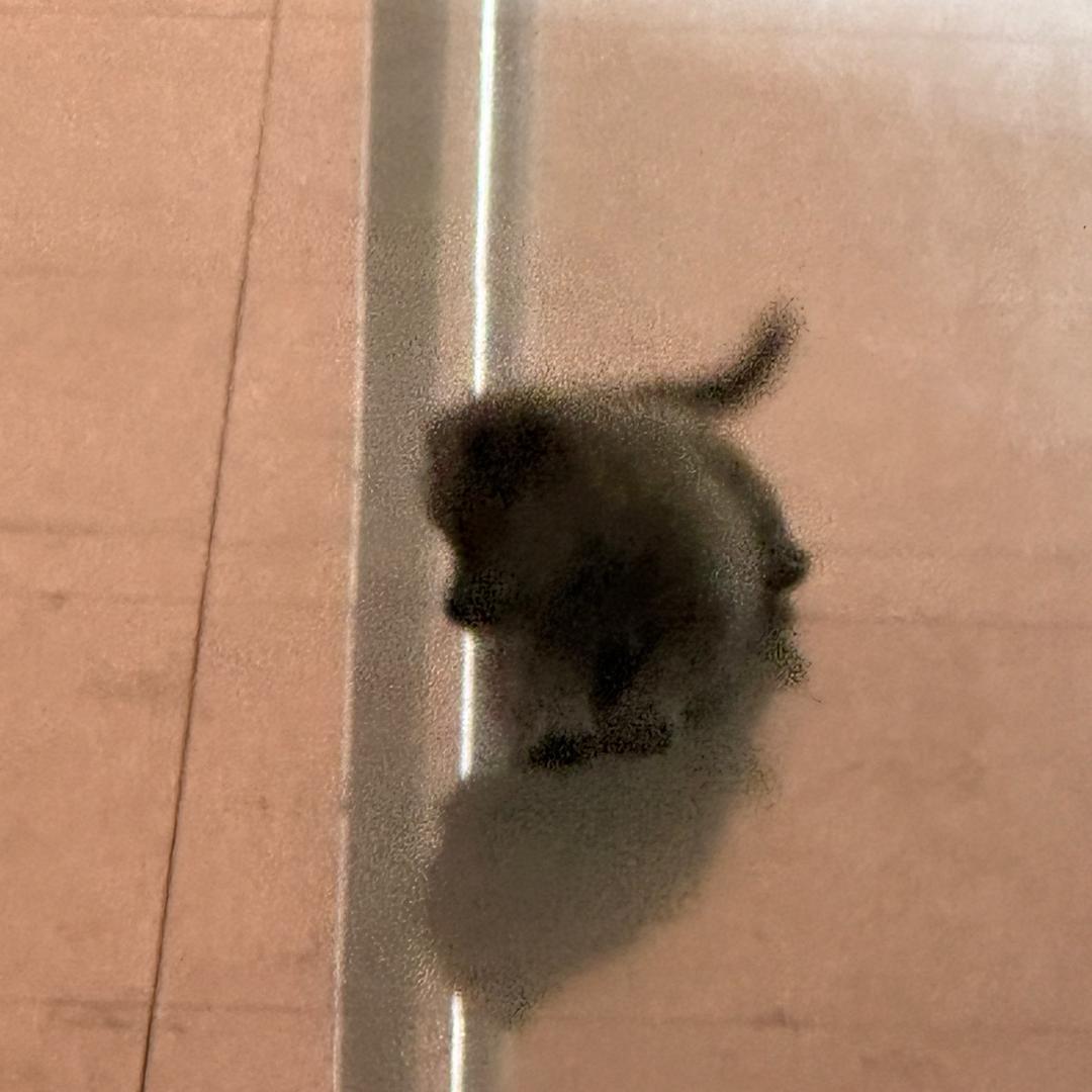 广州市同成有限公司露直播号