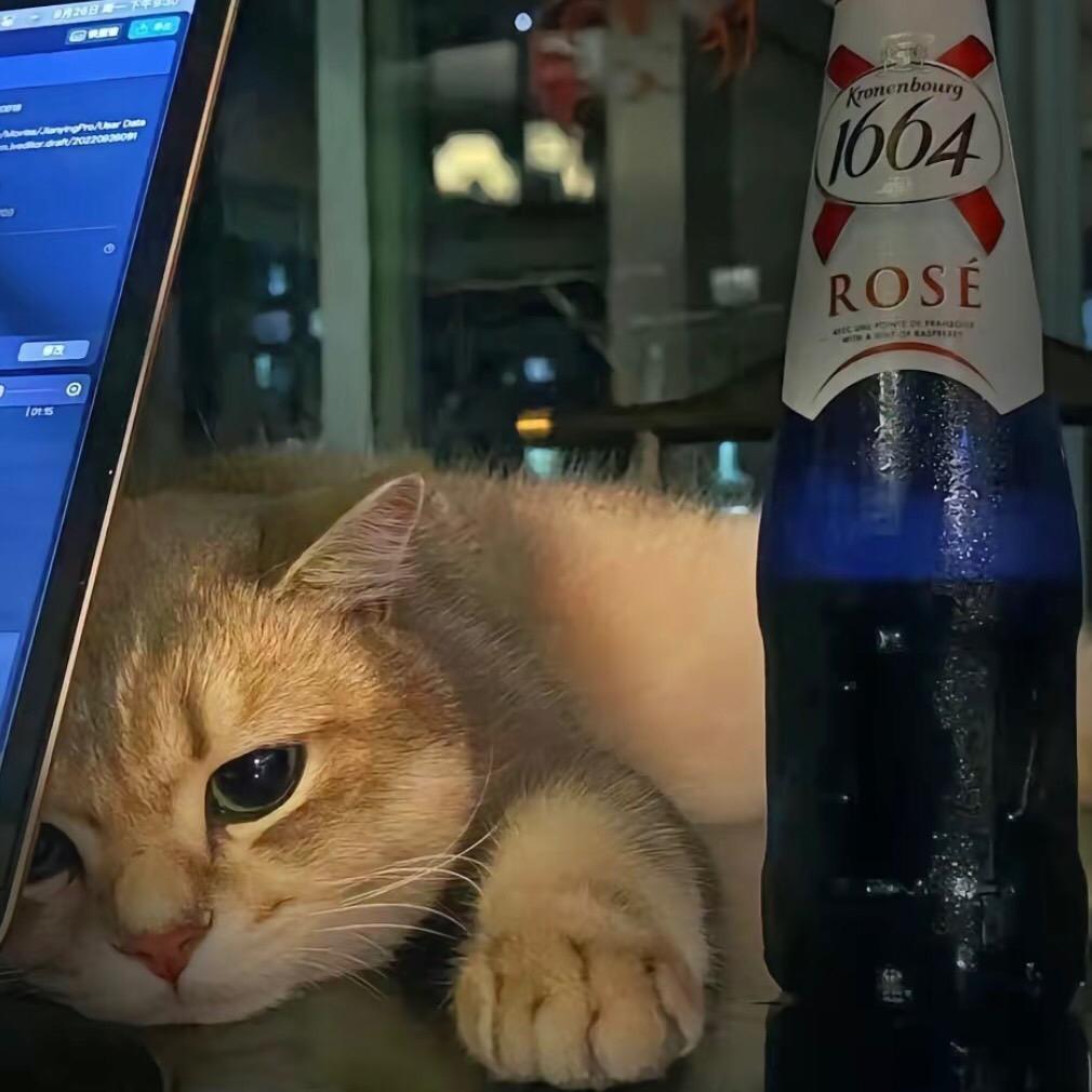 啤酒猫