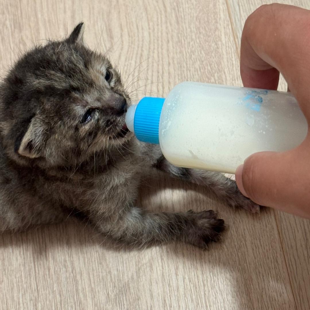 来财的成长日记