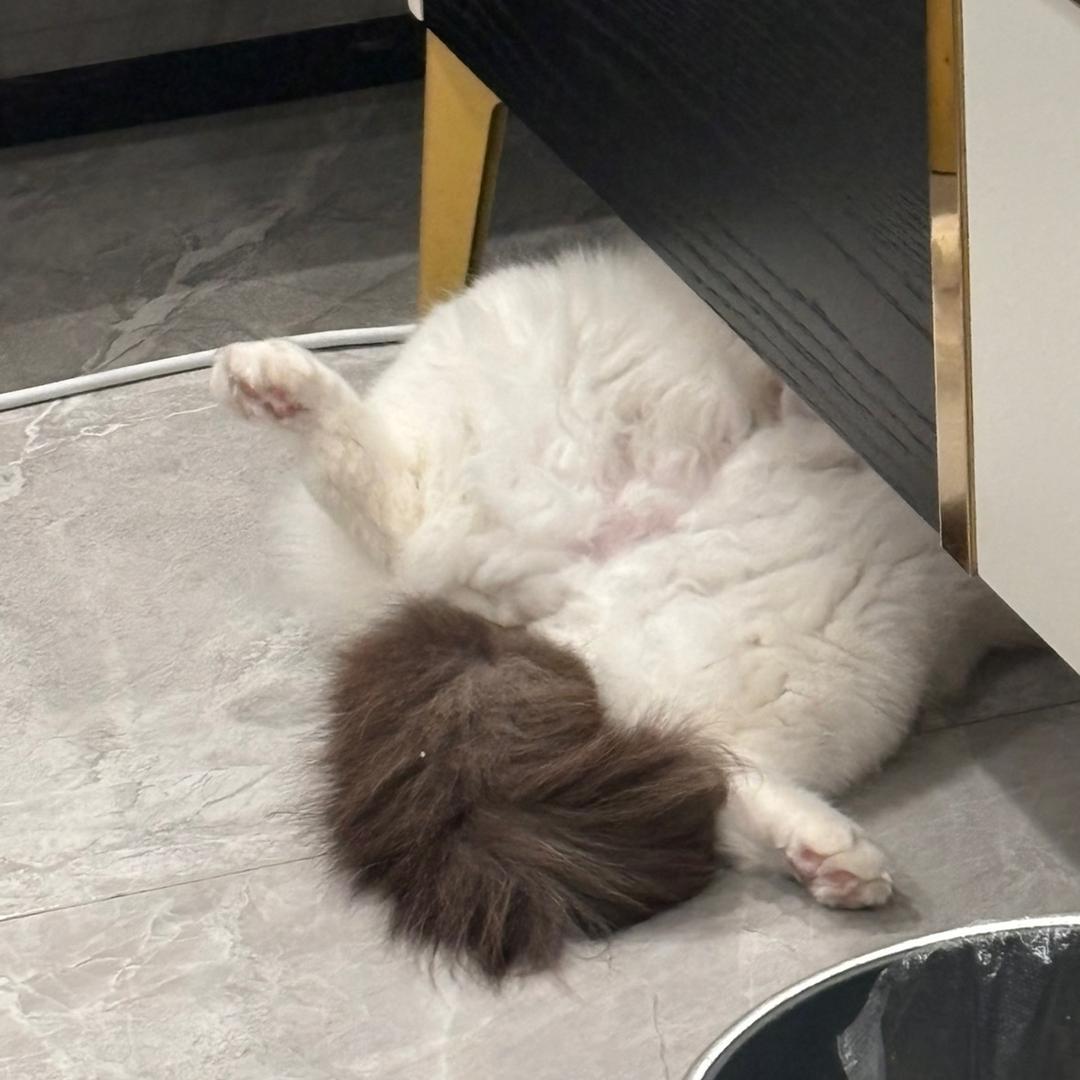 美的测评种草