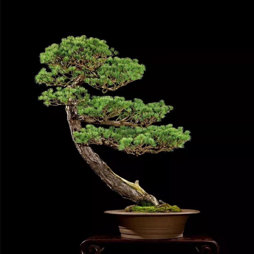 一起玩儿盆景