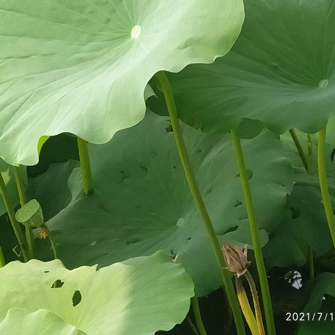 心阳