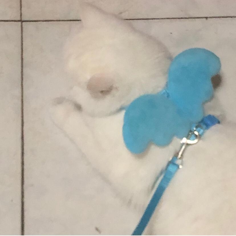 安澜.🔖