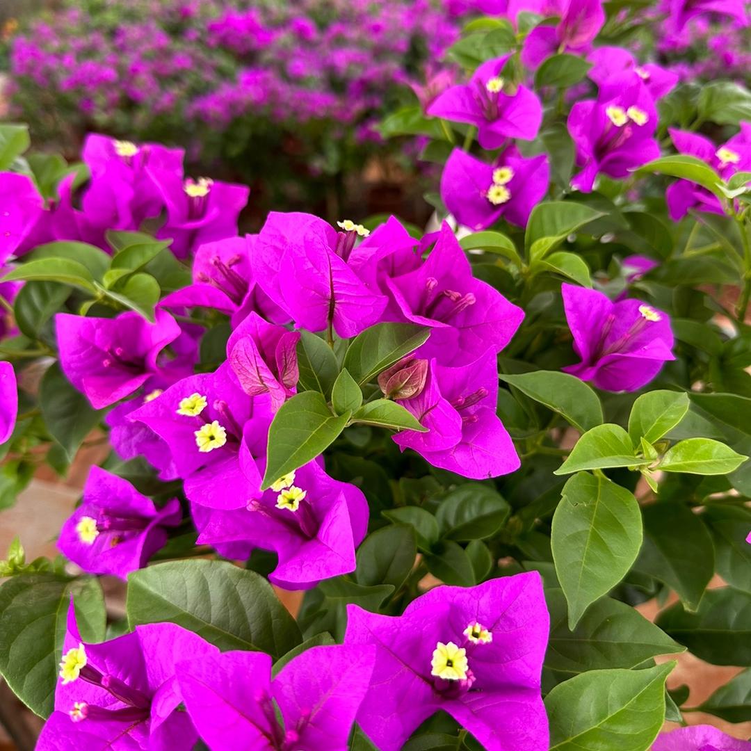 小橘子花园艺