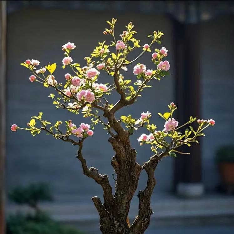 朝颜花卉园