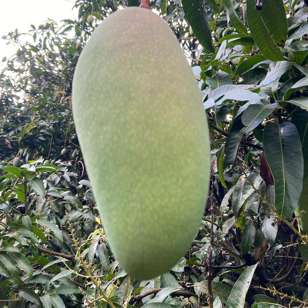 万亿果场