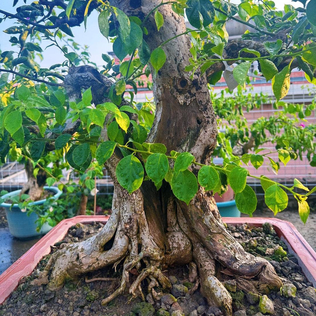 植物治愈园艺
