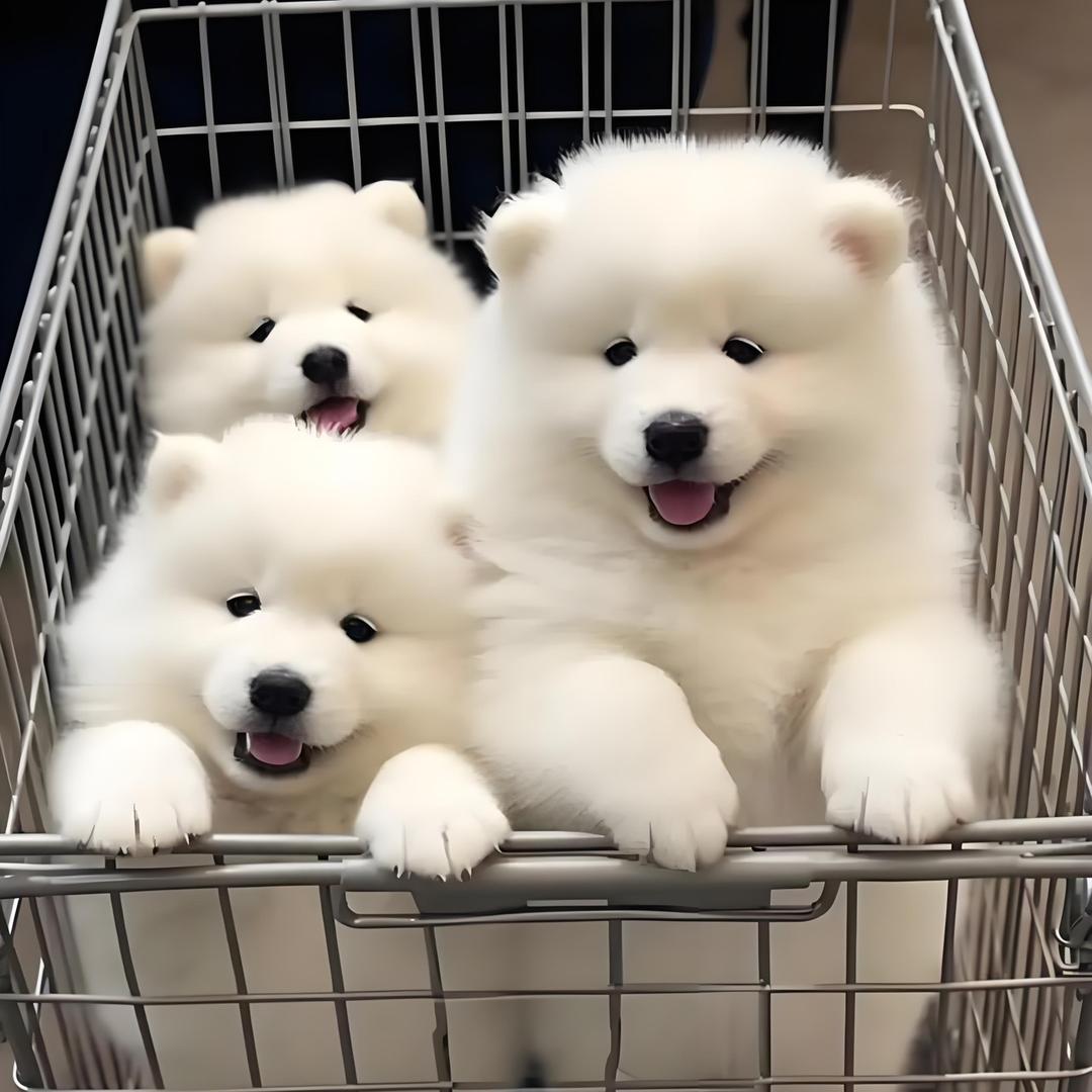 极度宠物优品小铺子