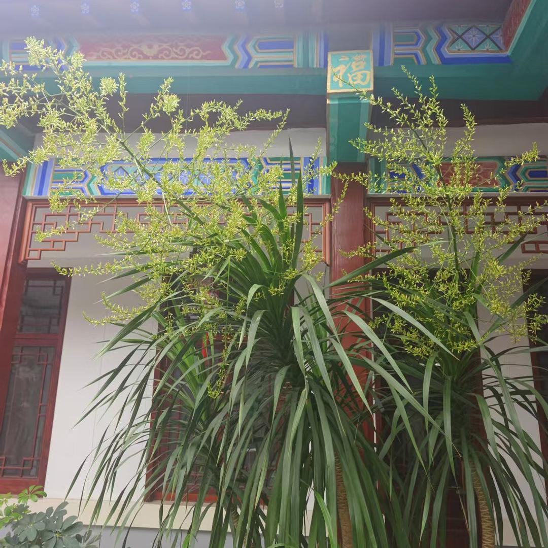 贝哥吉祥