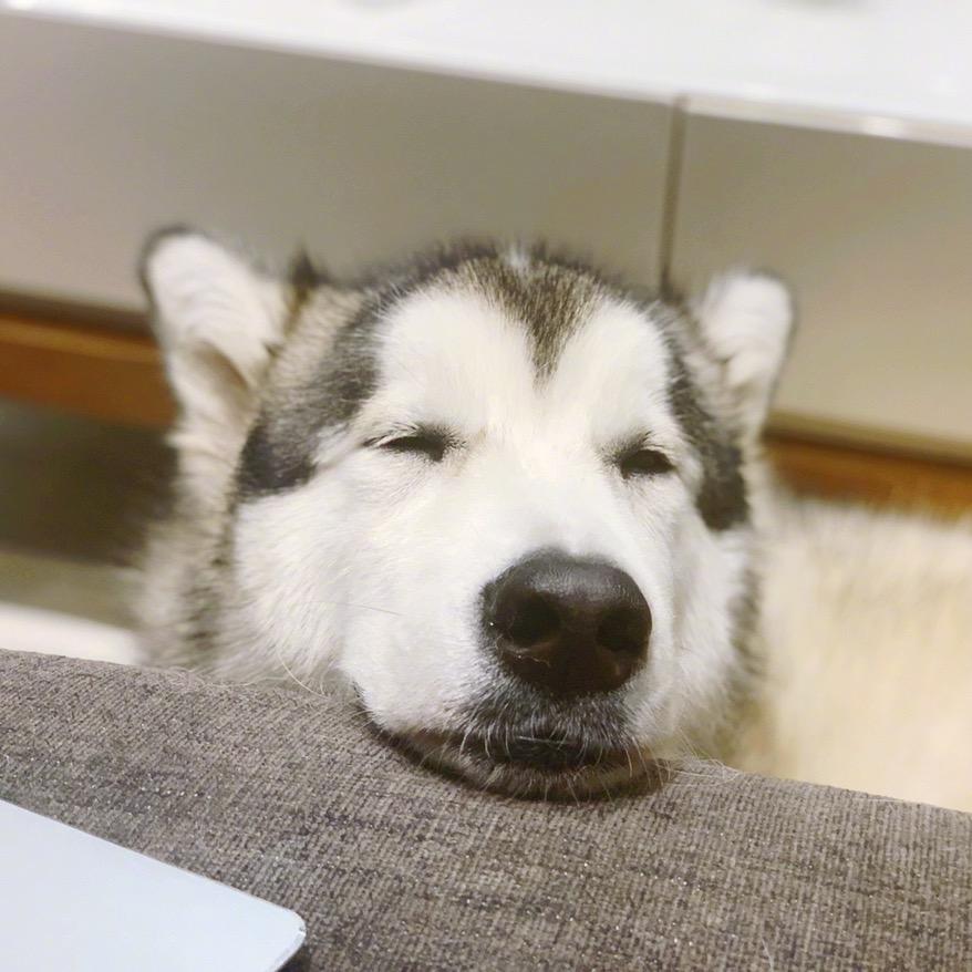 包仔丶