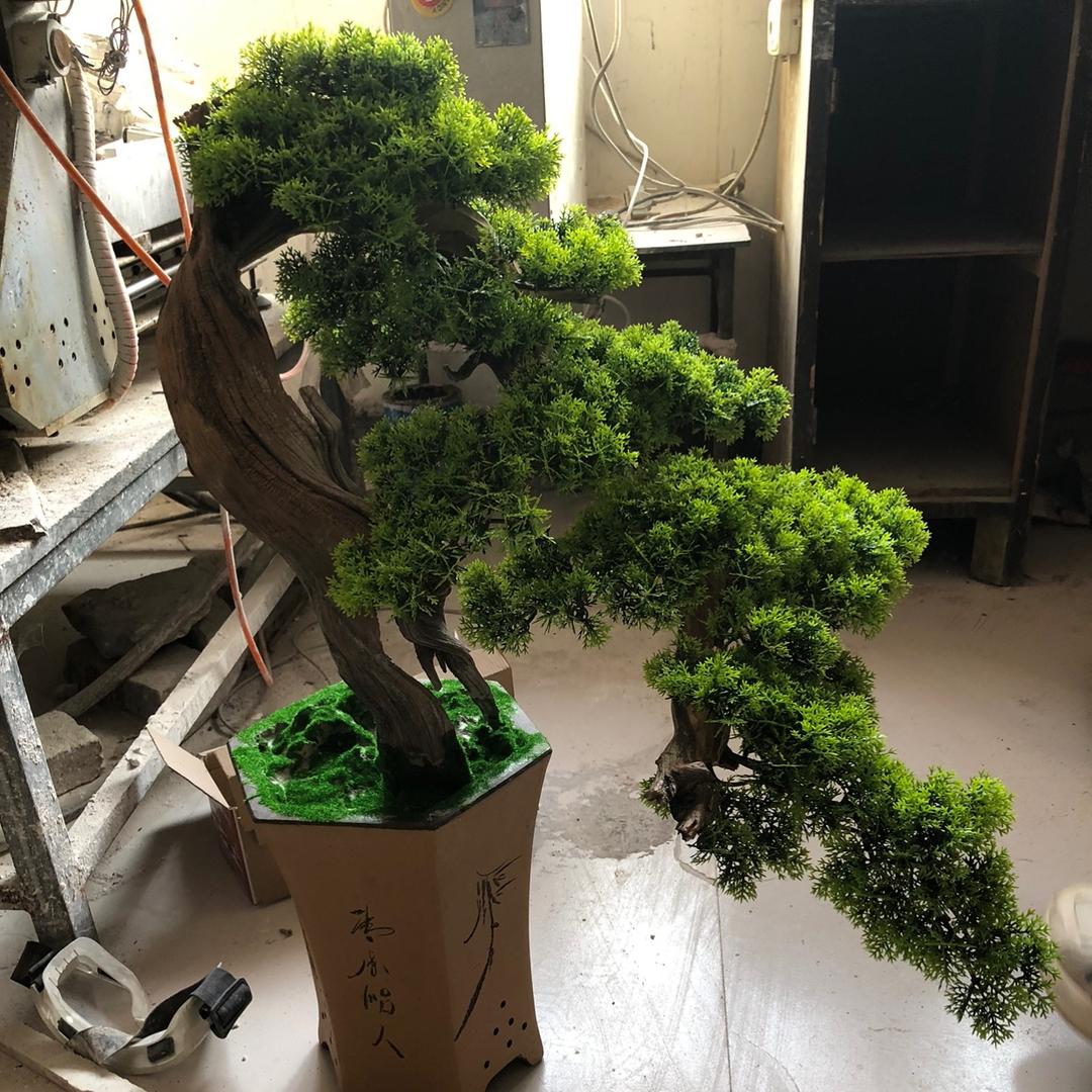 黄栌小微盆景