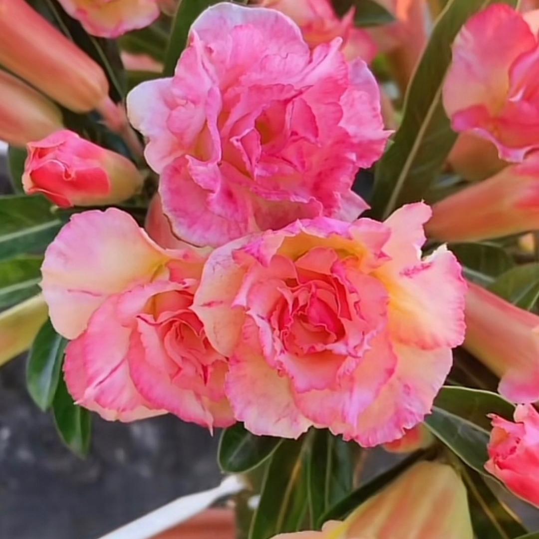 小英子沙漠玫瑰