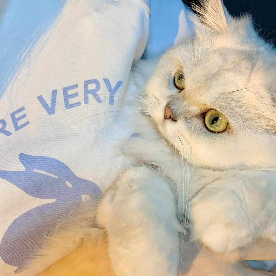 猫七baby🍓@抖音