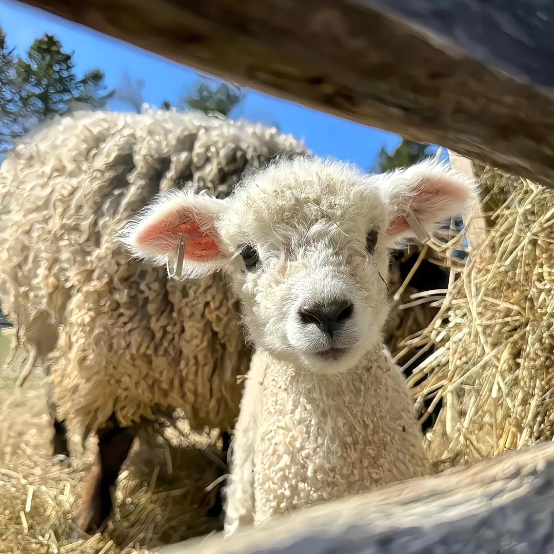 温老师分享证书