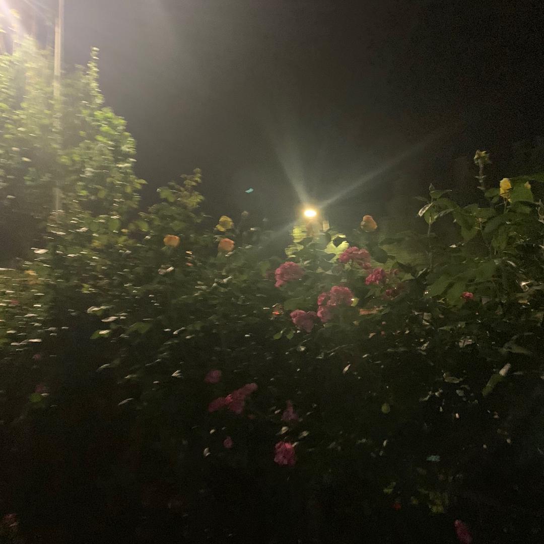 我算是服了（武陟第一深情女骑）