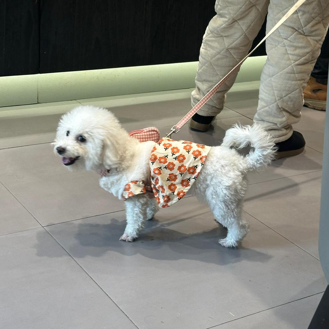 狗狗停车场