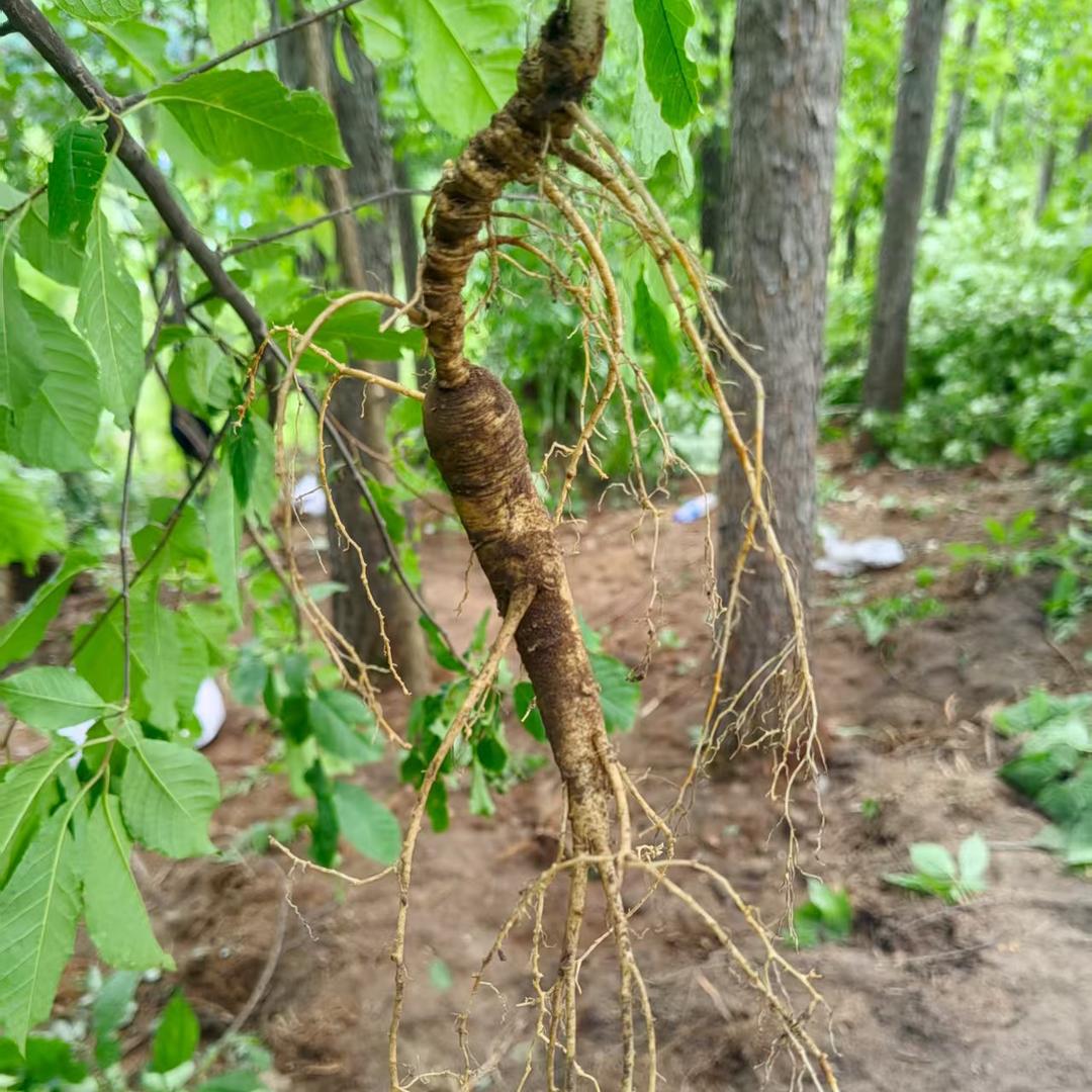 东北姐弟林下参