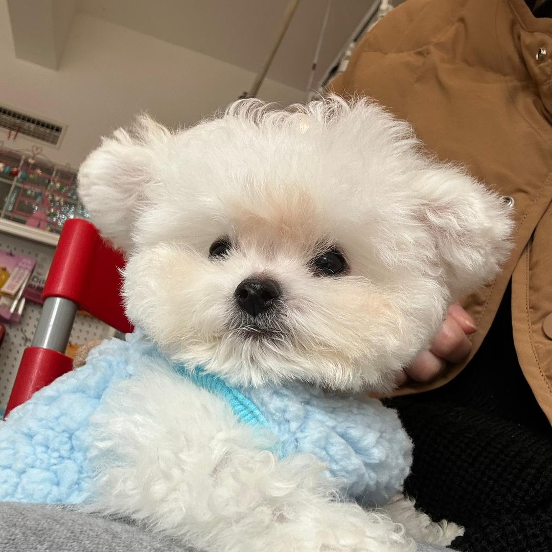 小白很熊