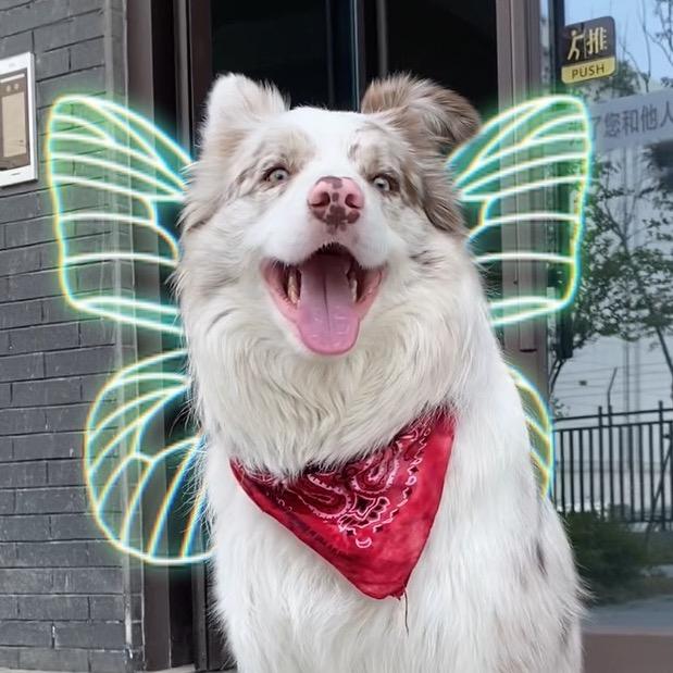 是富贵八金宝宝吖🐶