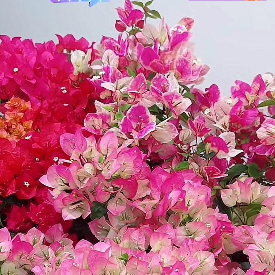 淘花记花卉绿植