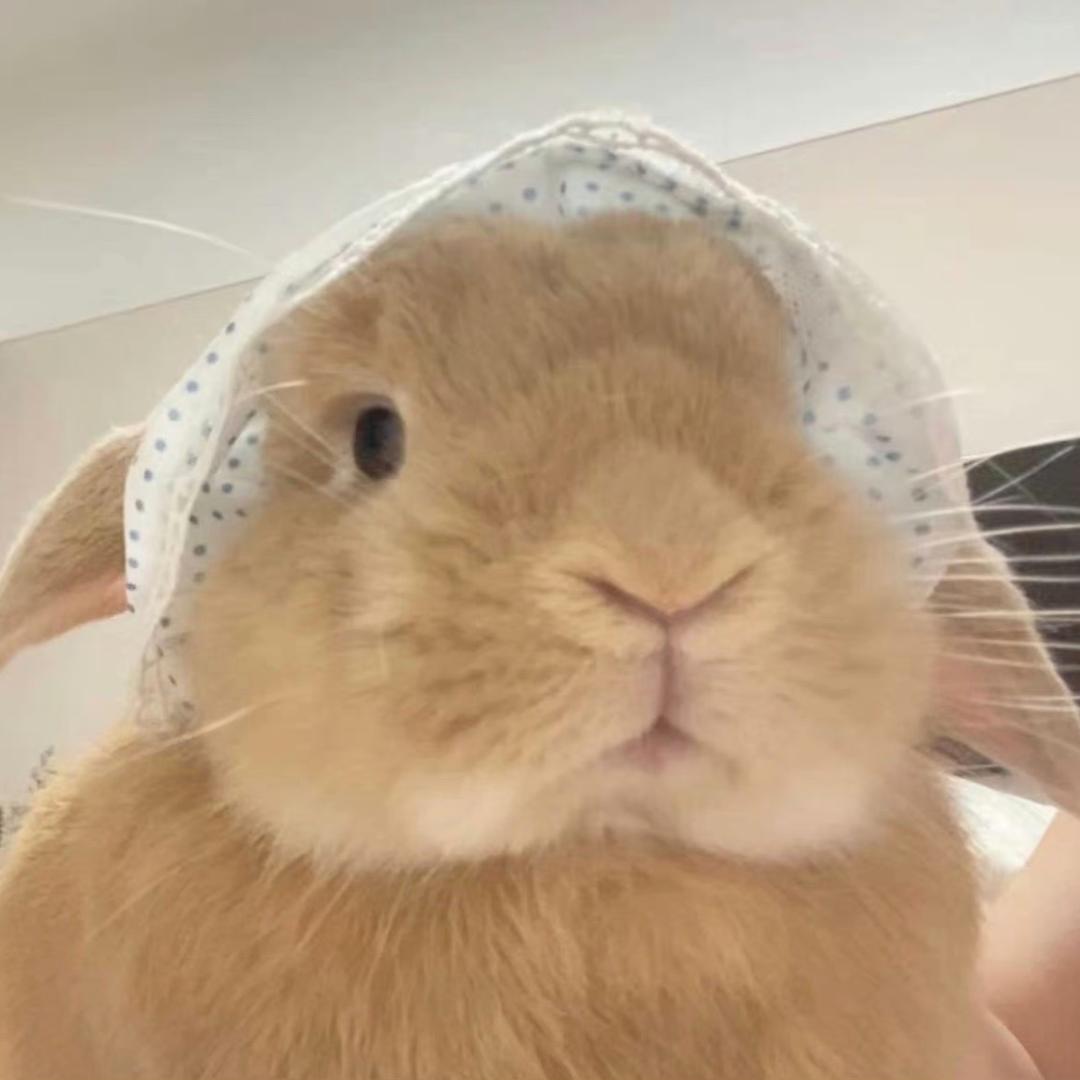 🍡一只小团子