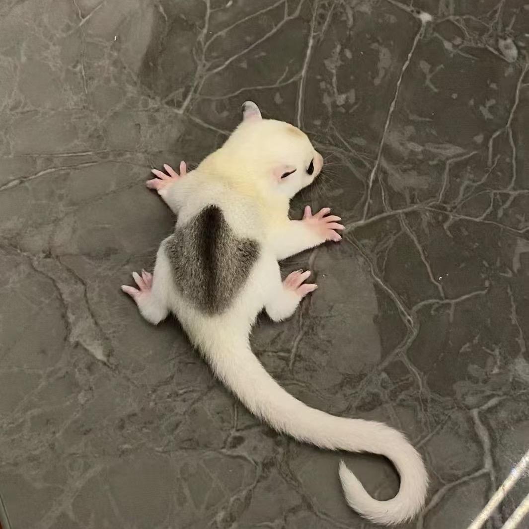 月月家的蜜袋鼯