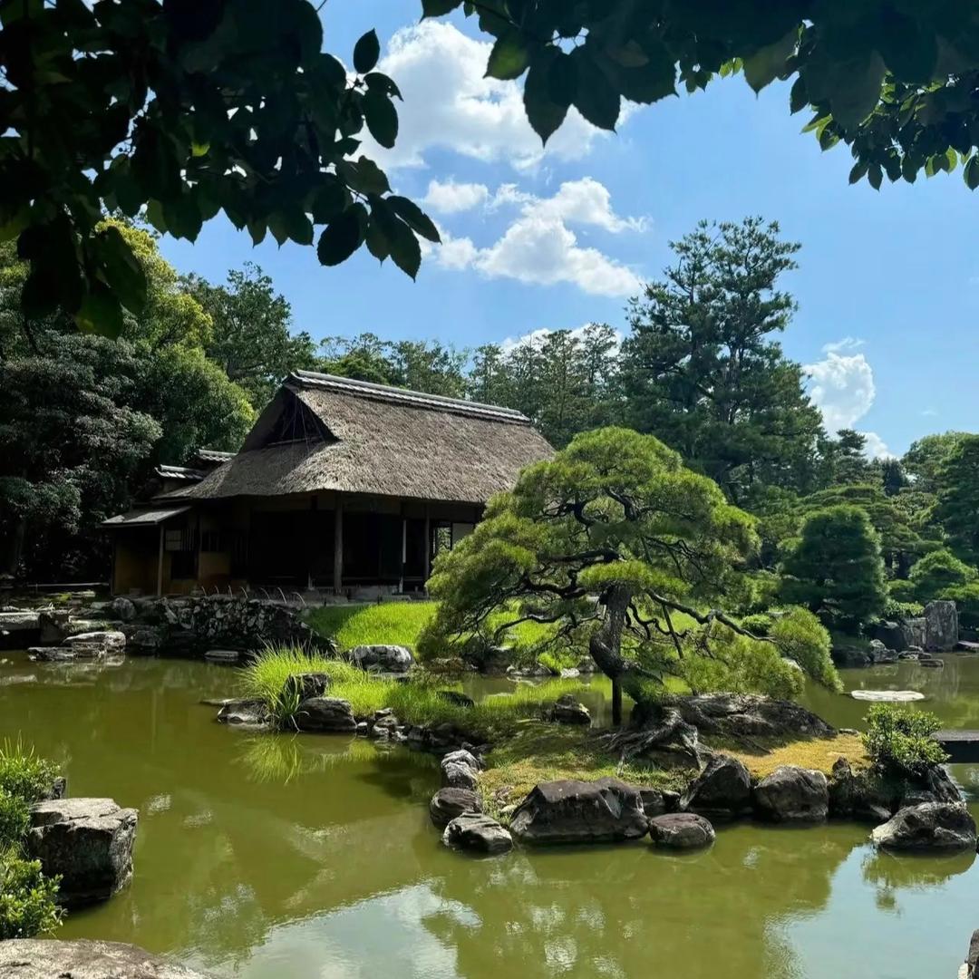 文轩庭院景观松