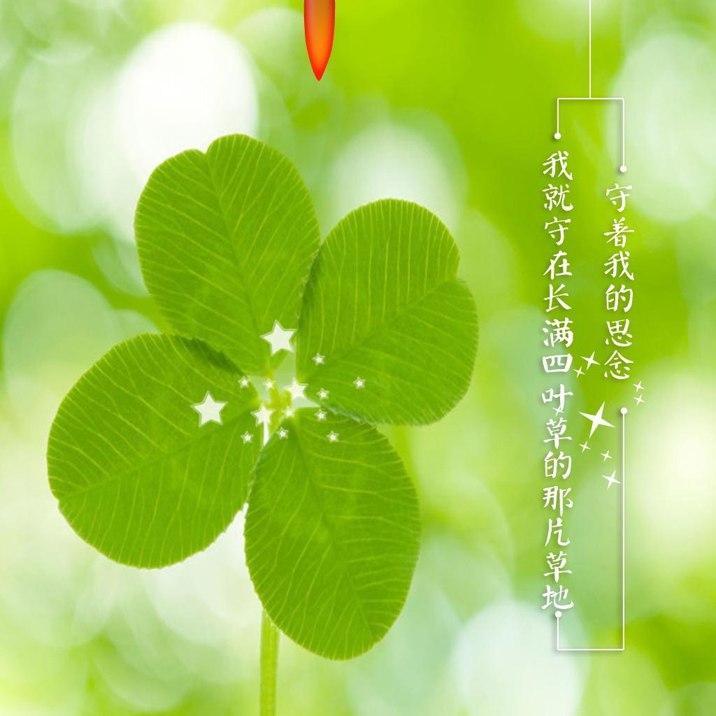 四叶草🍀