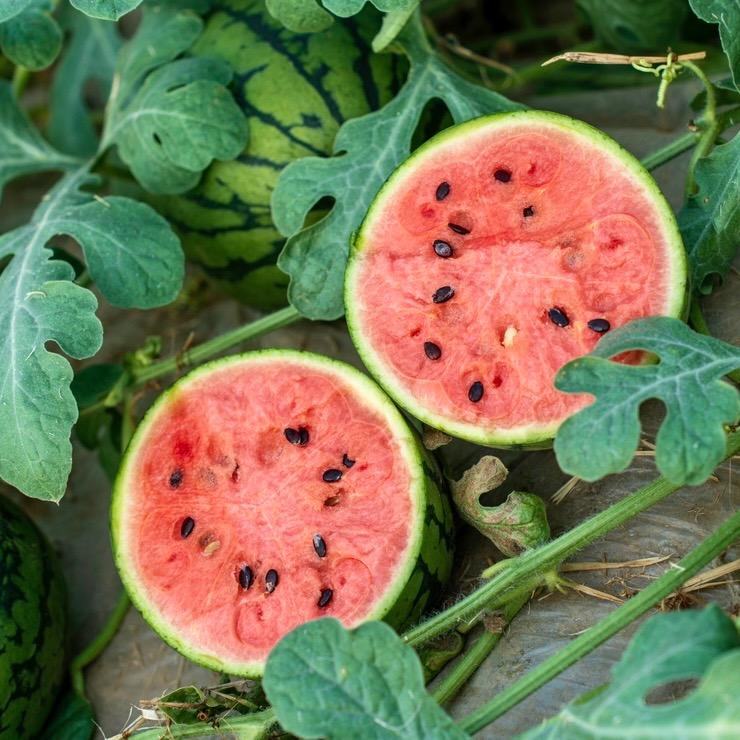 冬冬西瓜代办（助农版）