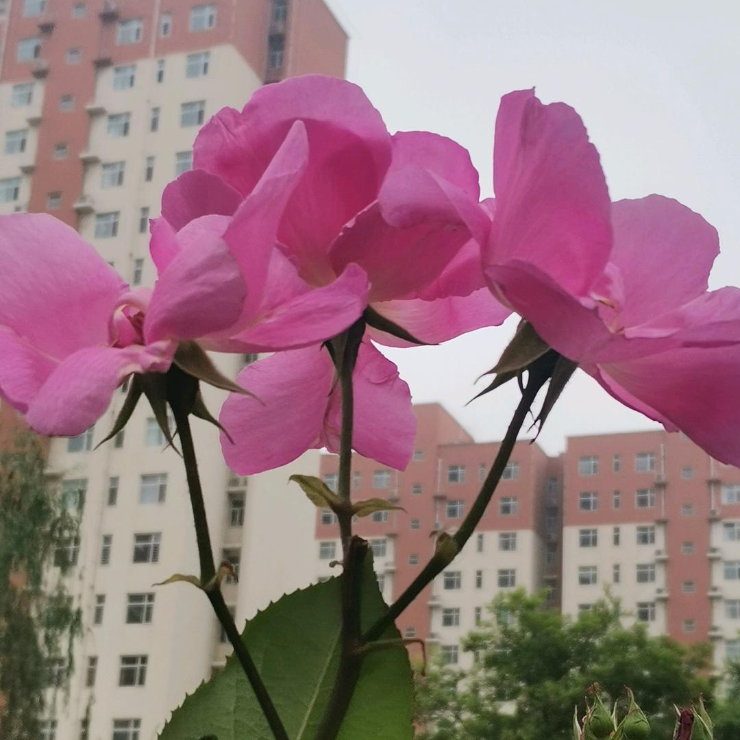 今朝风日好，堂前萱草花