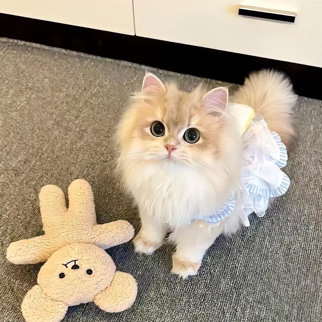 小安宠物猫（一手货源)