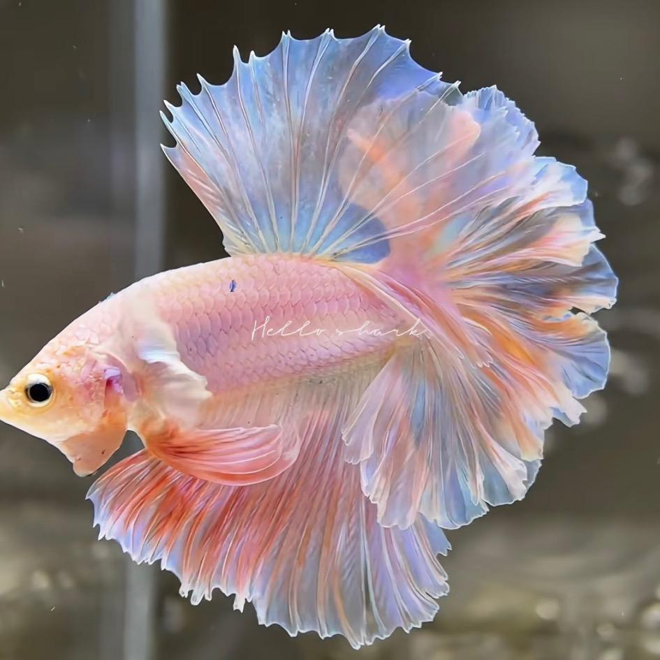 乐乐水族馆