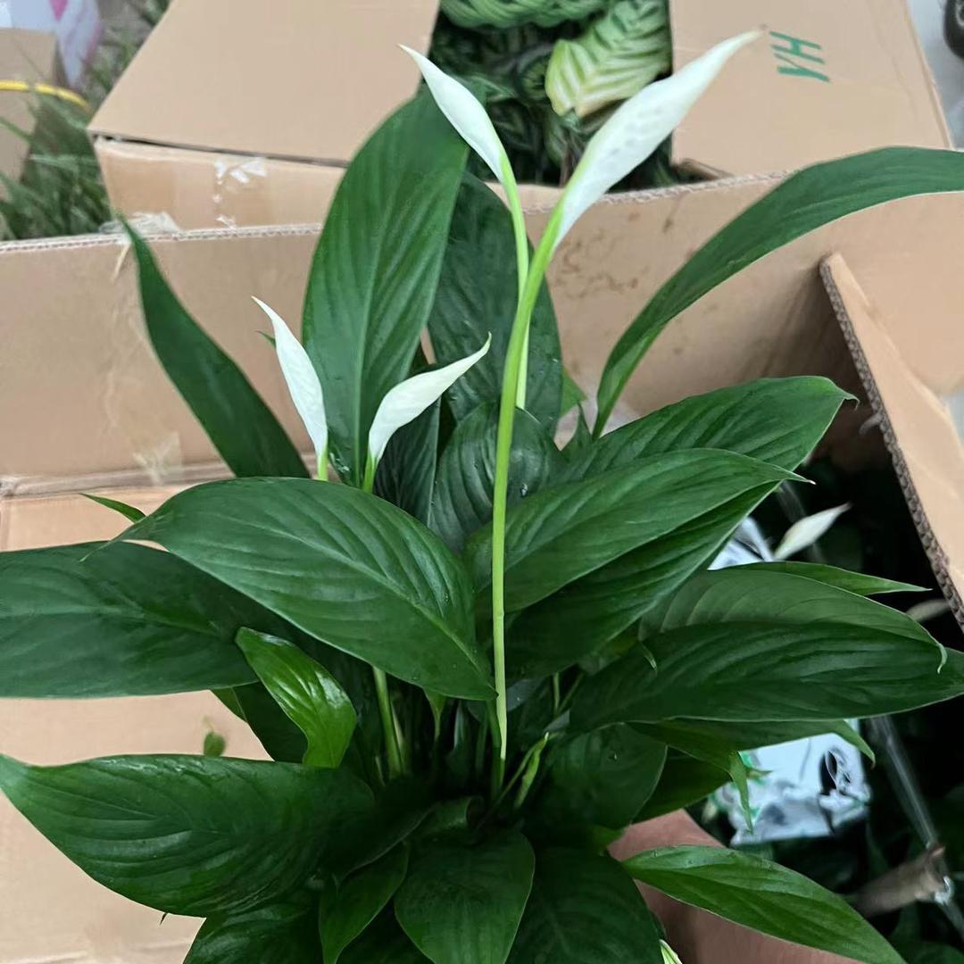 朵朵开花卉种植基地