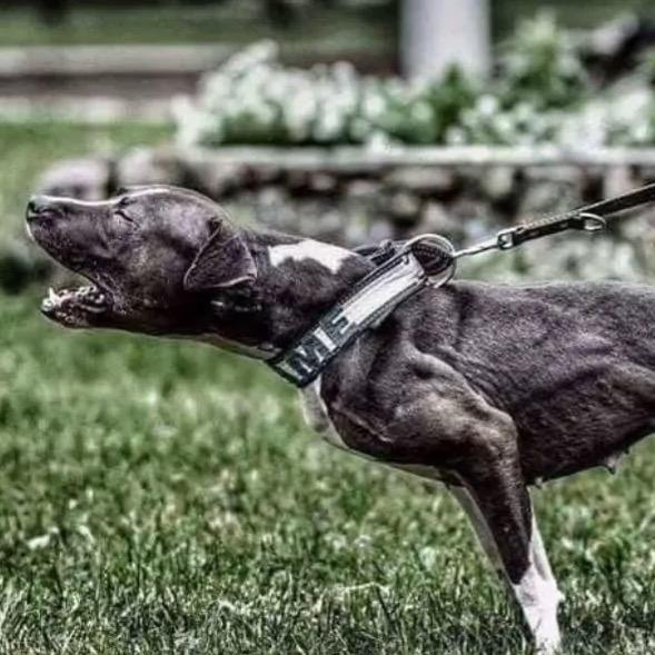 泰来犬业